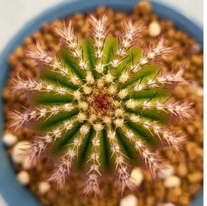 MEDIOLOBIVIA sarotroides = 1/7 = Cactus 仙人掌 กระบองเพชร kakteen #4616 